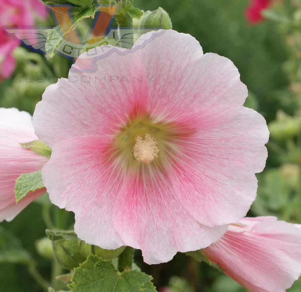 Hollyhock, Single Mix