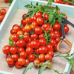 Small Red Cherry Tomato