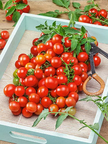 Small Red Cherry Tomato