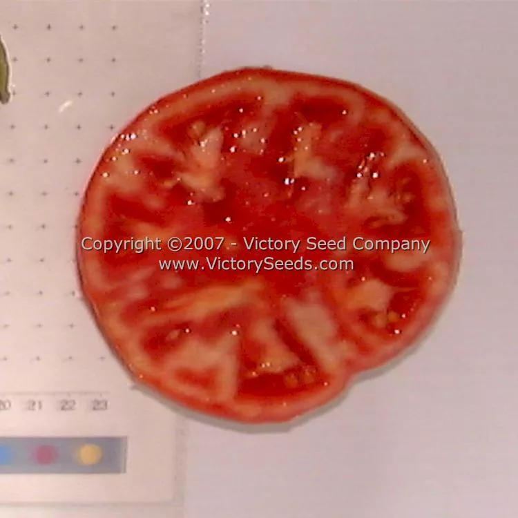 Mortgage Lifter Tomato (Radiator Charlie's Mortgage Lifter)