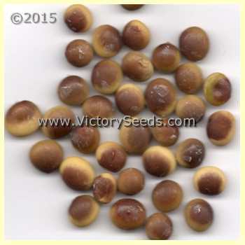 Kurakake Daizu Soybean