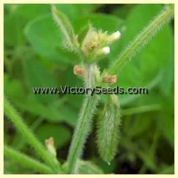 Chico Soybean