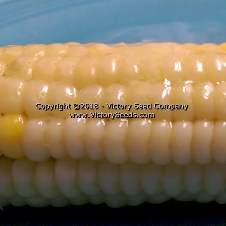 True Gold Sweet Corn