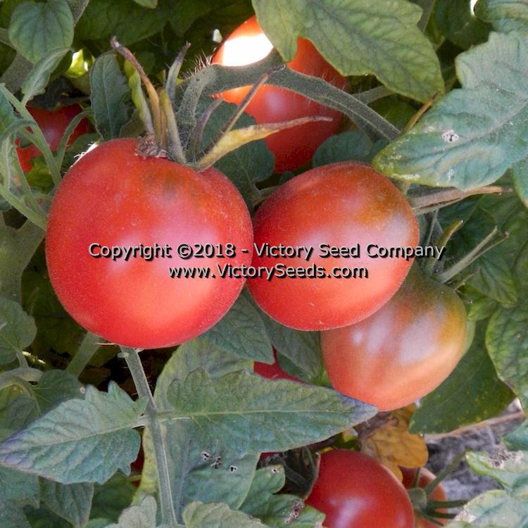 Dwarf Bendigo Drop Tomato