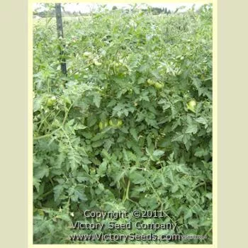Orange Minsk Tomato