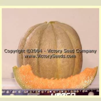 Livingston's Tip Top Melon