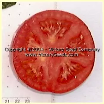Livingston's Stone Tomato