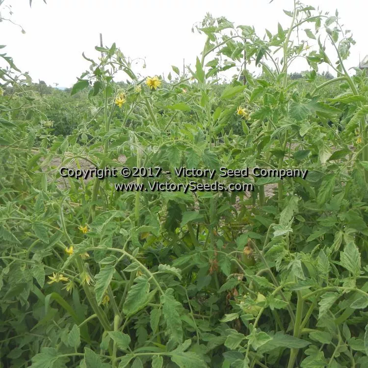 Red Mortgage Lifter Tomato