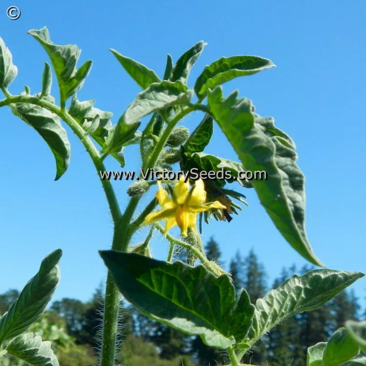 Marmande (Costoluto) Tomato