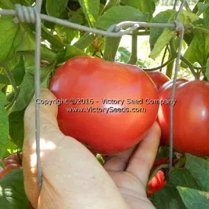 Polish Tomato