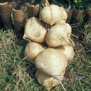 Other Veggies