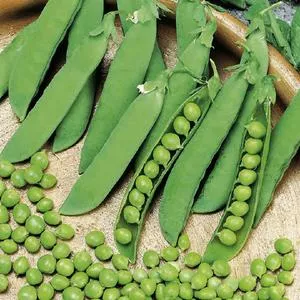 thumbnail image 2 of 50+ Lincoln Shelling Pea Seeds – Heirloom, Organic, Open-Pollinated – Pisum Sativum For Spring/Fall Planting 2 of 5