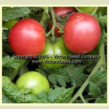 Dwarf Champion #15 Tomato