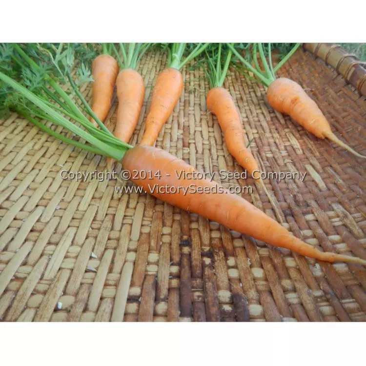 St. Valery Carrot
