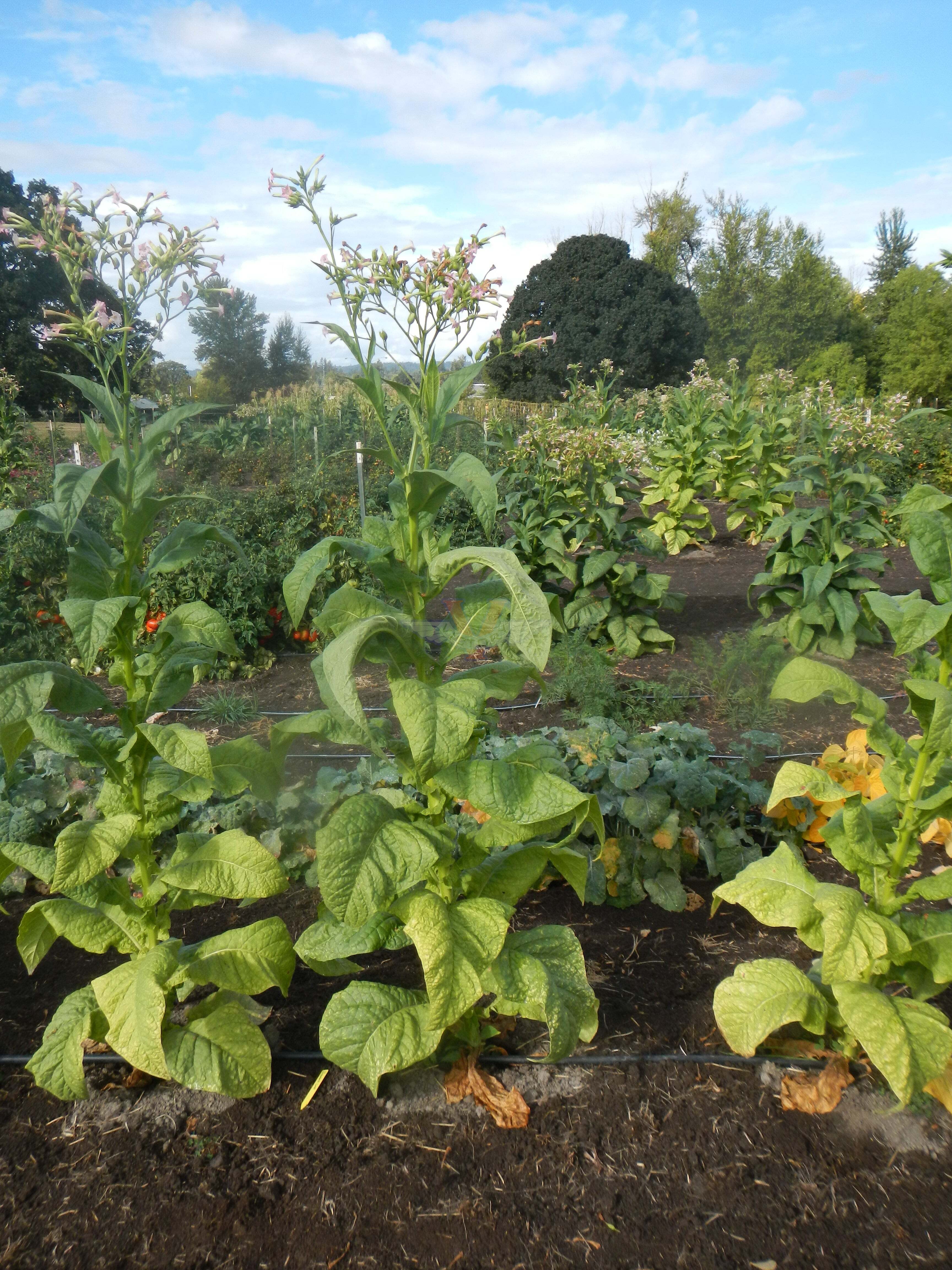 Banana Leaf Tobacco