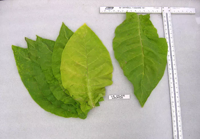 La Palma Havana Tobacco