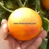 Lucky Cross Tomato