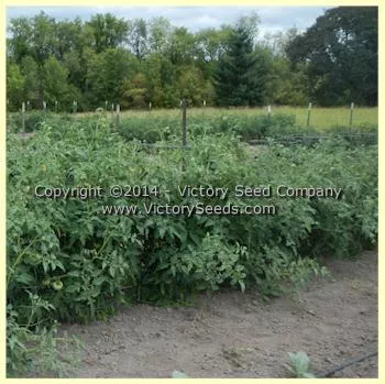 Orange Heirloom Tomato