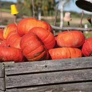 Cinderella Pumpkin