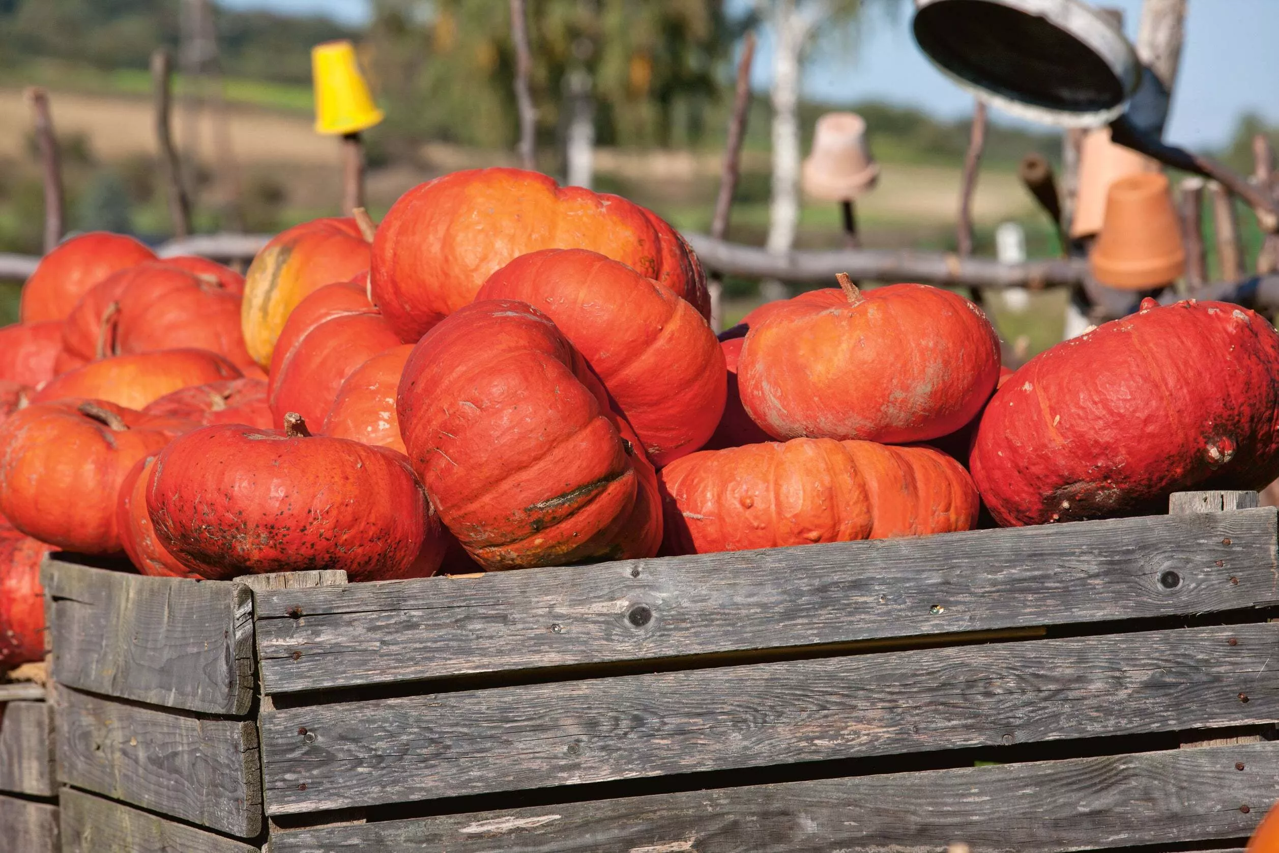 Cinderella Pumpkin