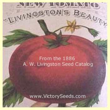 Livingston's Beauty Tomato