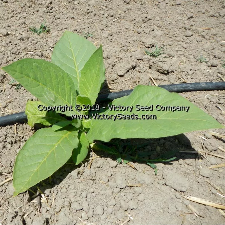 White Stem Orinoco Tobacco