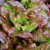 Ruby Leaf Lettuce