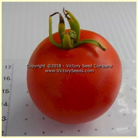 Ailsa Craig Tomato