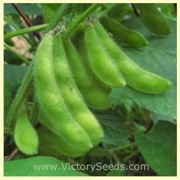 Amsoy Soybean