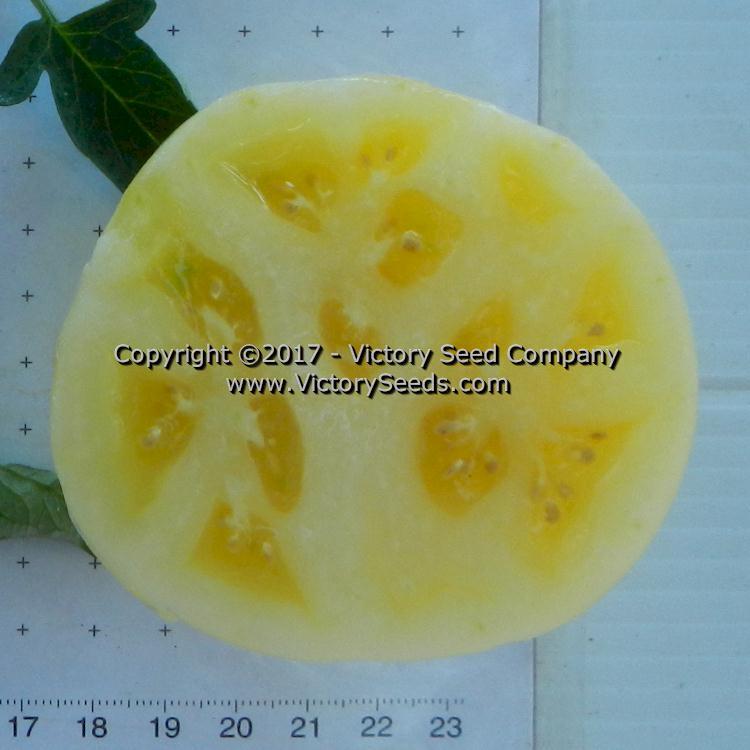 White Tomesol Tomato