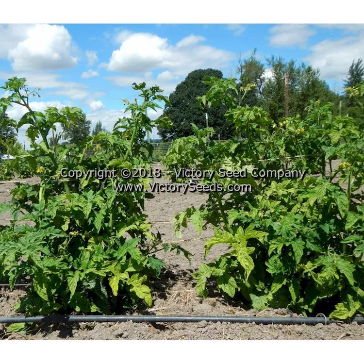 Dwarf Velvet Night Tomato