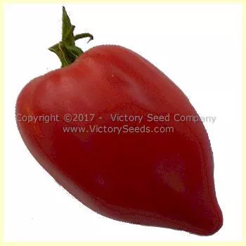 Cancelmo Family Heirloom Tomato
