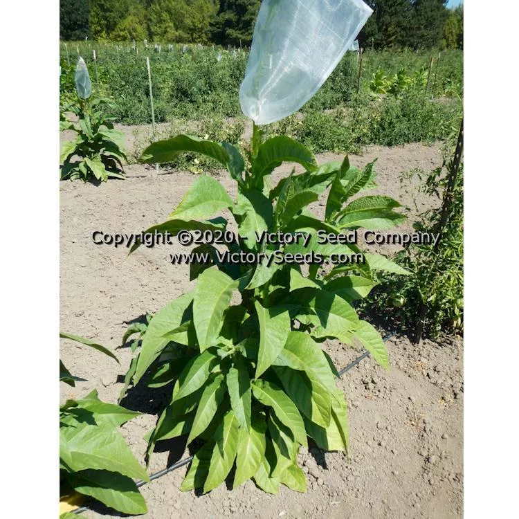 Olor Tobacco
