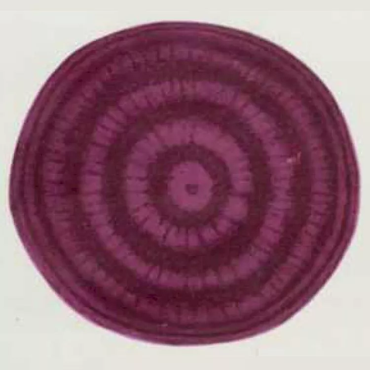 Crosby Egyptian Beet