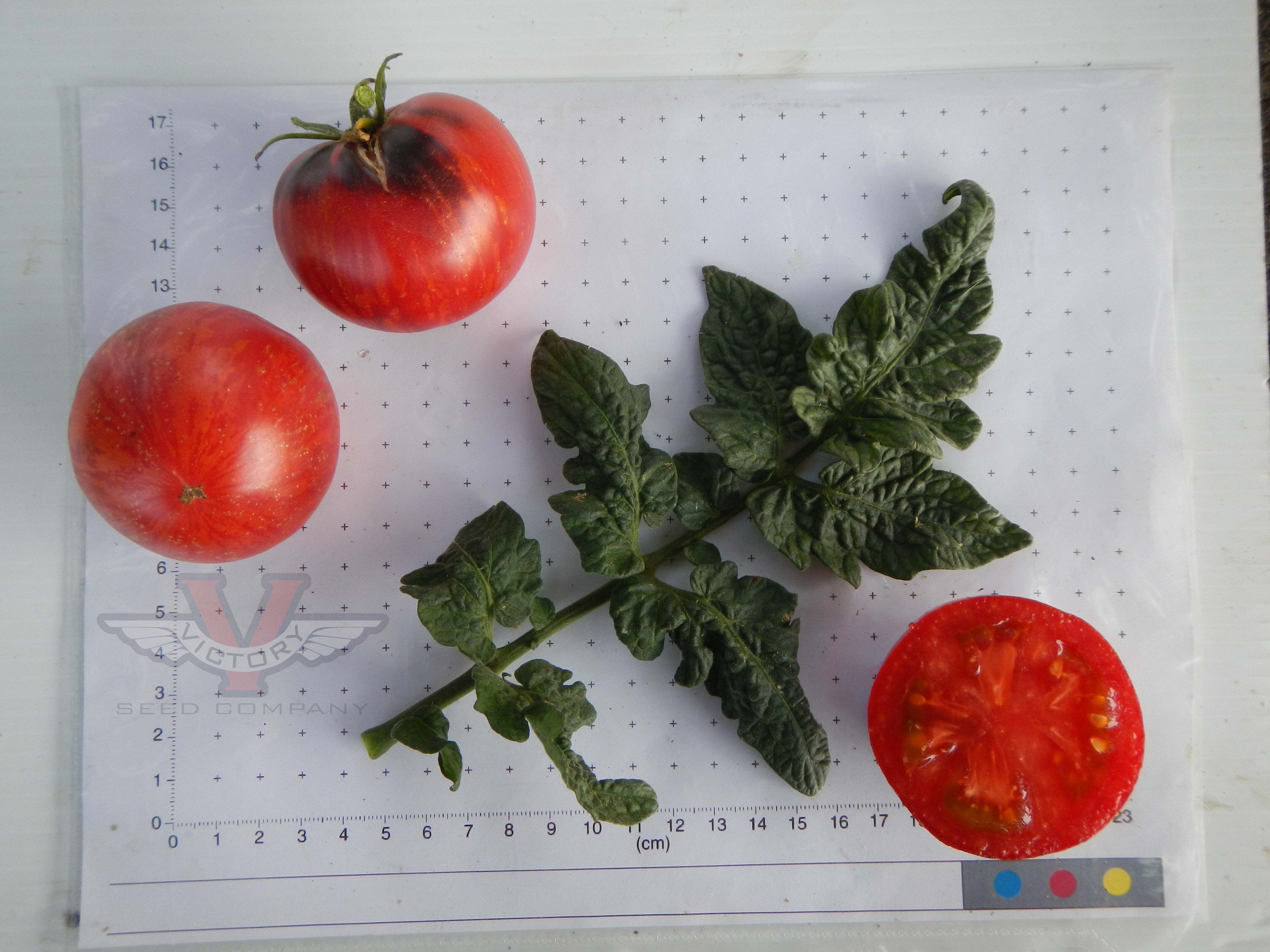 Gondwana Lightning Tomato