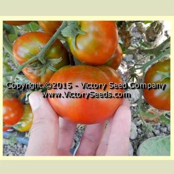 Sleeping Lady Tomato
