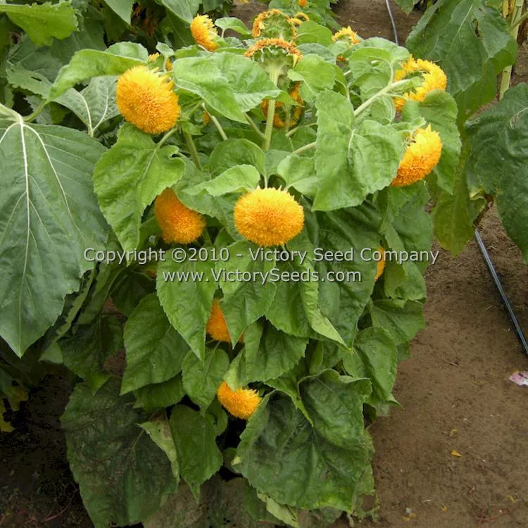 Sungold Sunflower