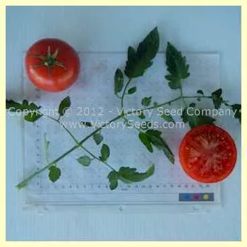 Matchum Tomato