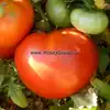 Norton (Norton WR) Tomato