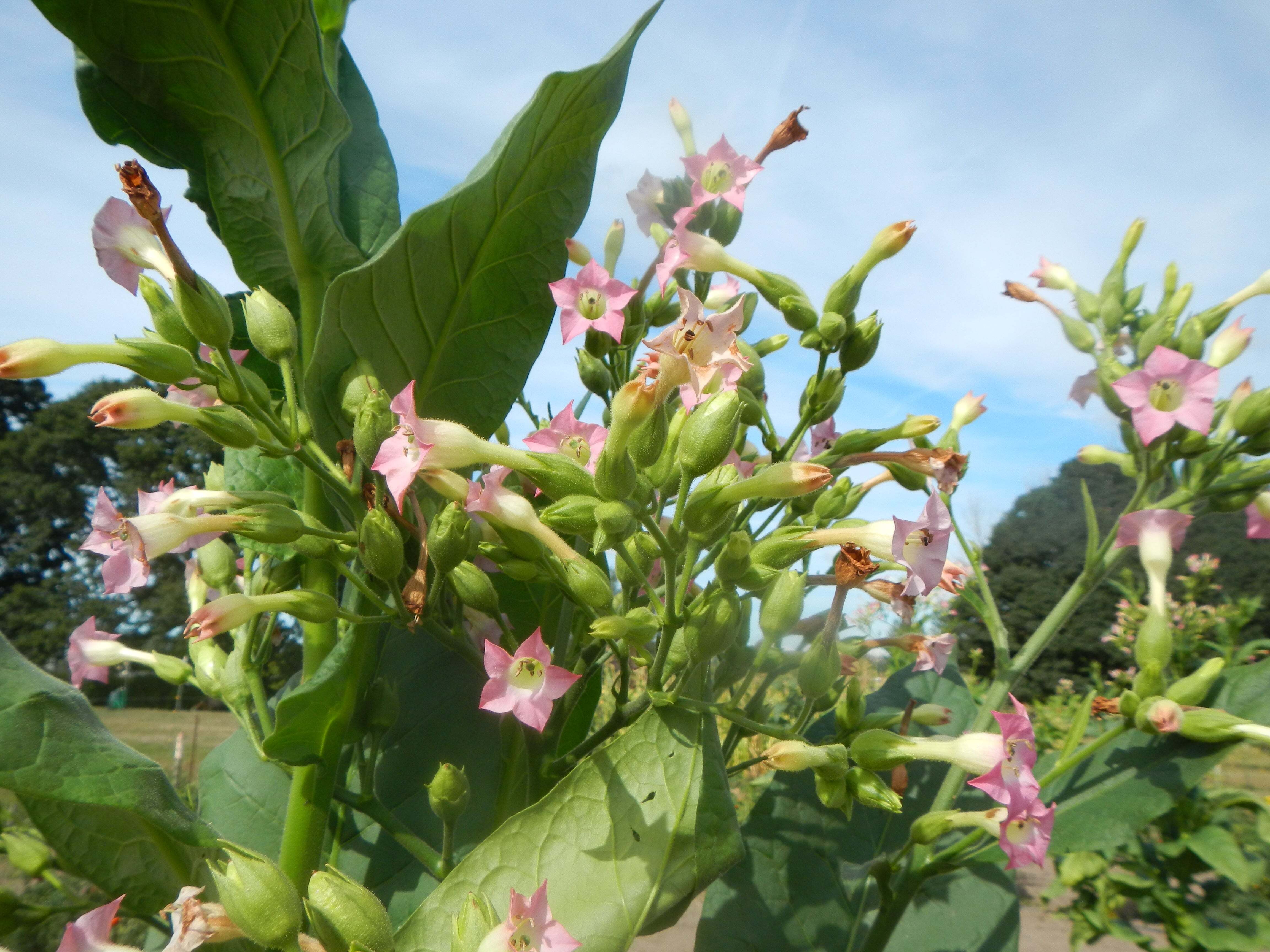 Pennsylvania Red Tobacco