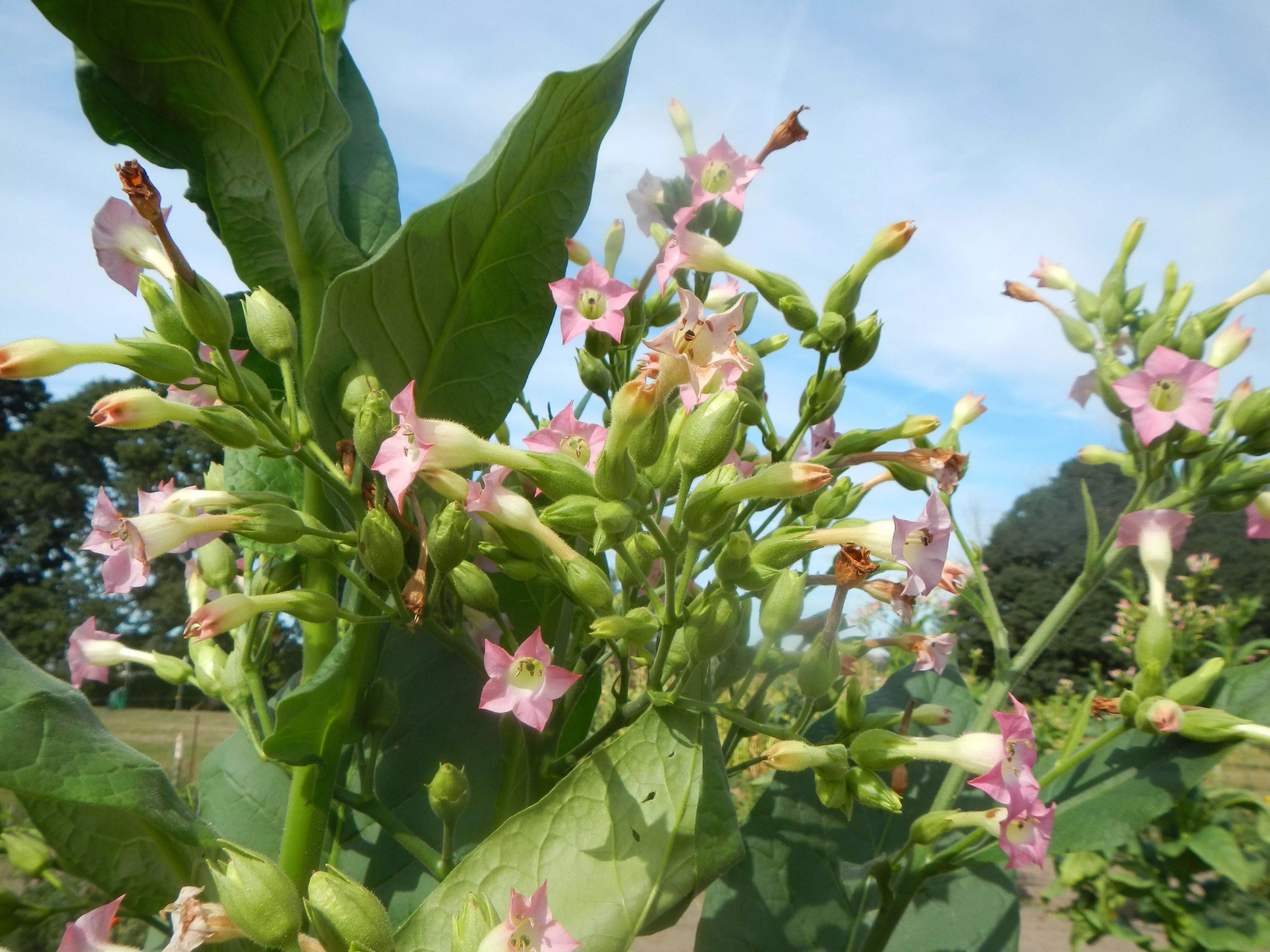 Pennsylvania Red Tobacco