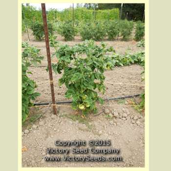 Dwarf Blazing Beauty Tomato