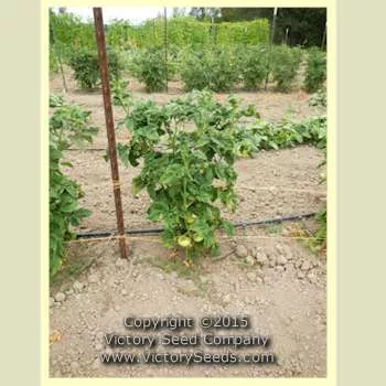 Dwarf Blazing Beauty Tomato