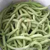Contender Bush Green Garden Bean
