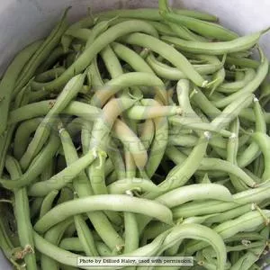 Contender Bush Green Garden Bean