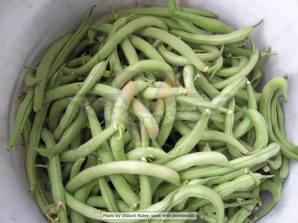 Contender Bush Green Garden Bean