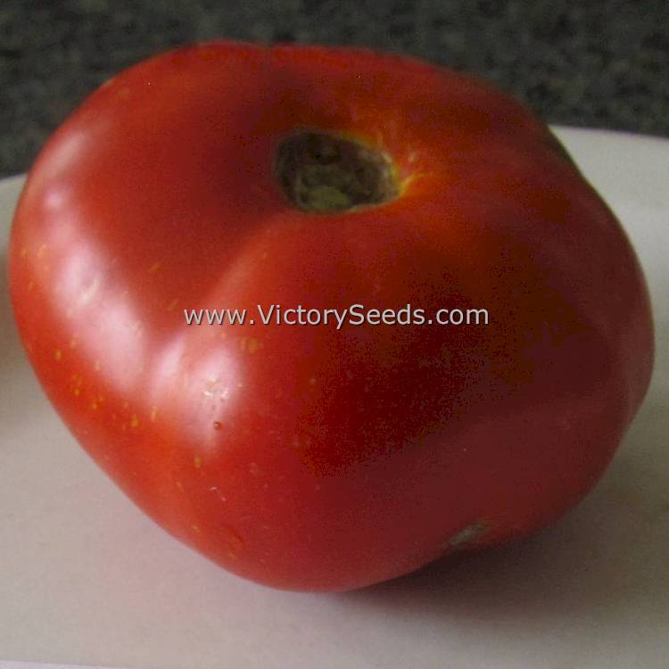 Dwarf Maura's Cardinal Tomato