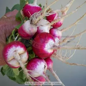 Sparkler (Brightest White Tip) Radish