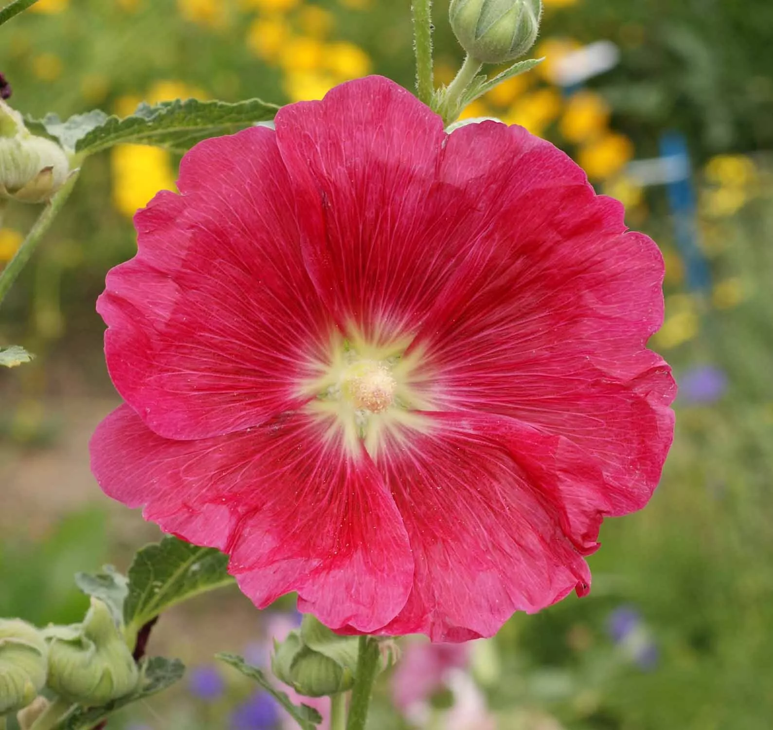 Hollyhock, Single Mix