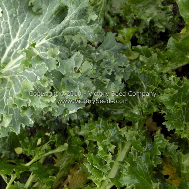 Improved Dwarf Siberian Kale